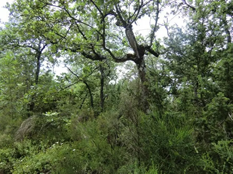 Immagine 2 di Terreno in vendita  a Tuoro Sul Trasimeno
