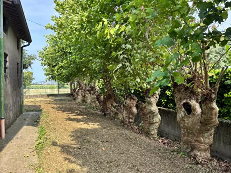 Immagine 9 di Rustico / casale in vendita  a Sossano