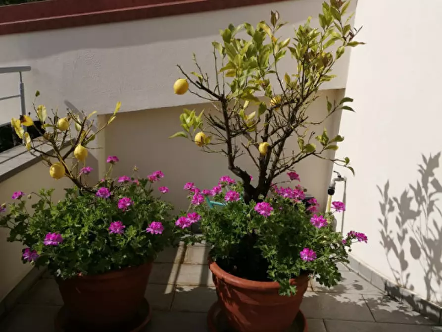 Immagine 25 di Villa in vendita  in Candia a Ancona