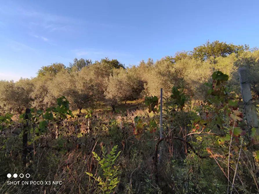 Immagine 25 di Capannone industriale in vendita  in CESANO BRUCIATA a Senigallia