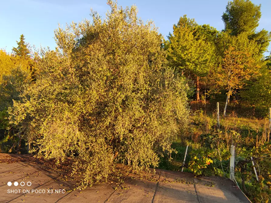 Immagine 28 di Capannone industriale in vendita  in CESANO BRUCIATA a Senigallia