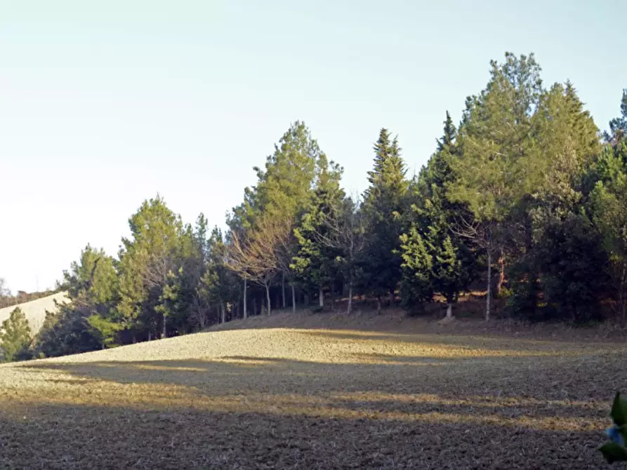 Immagine 50 di Capannone industriale in vendita  in CESANO BRUCIATA a Senigallia
