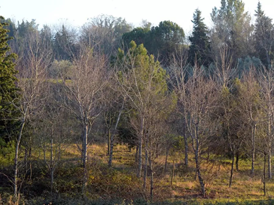 Immagine 52 di Capannone industriale in vendita  in CESANO BRUCIATA a Senigallia