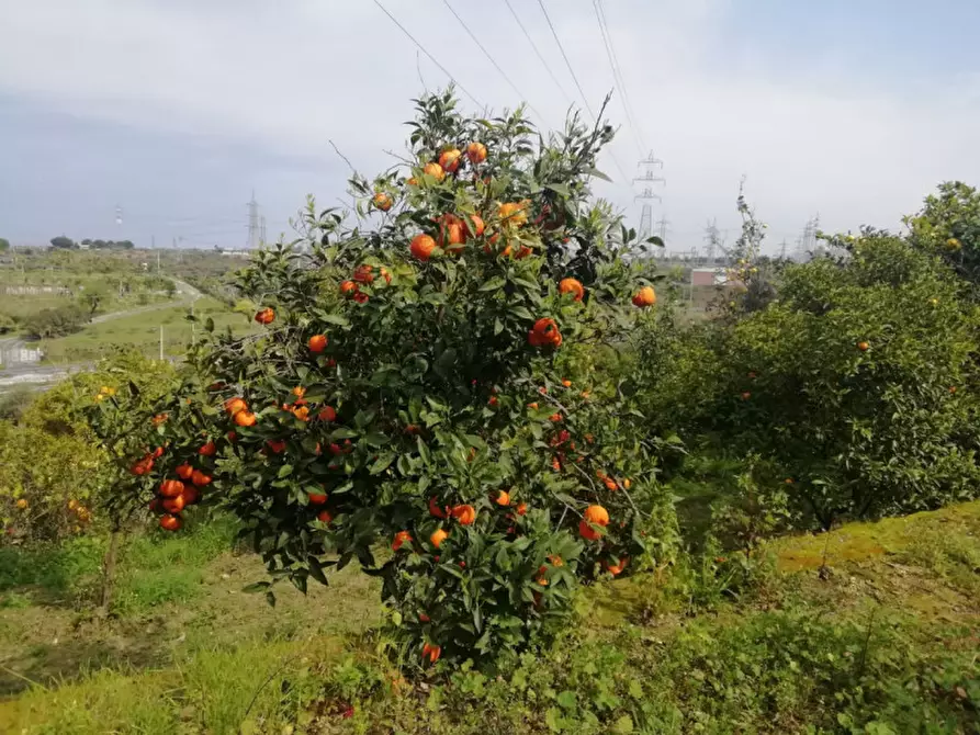 Immagine 4 di Terreno in vendita  in strada rosa a San Filippo Del Mela