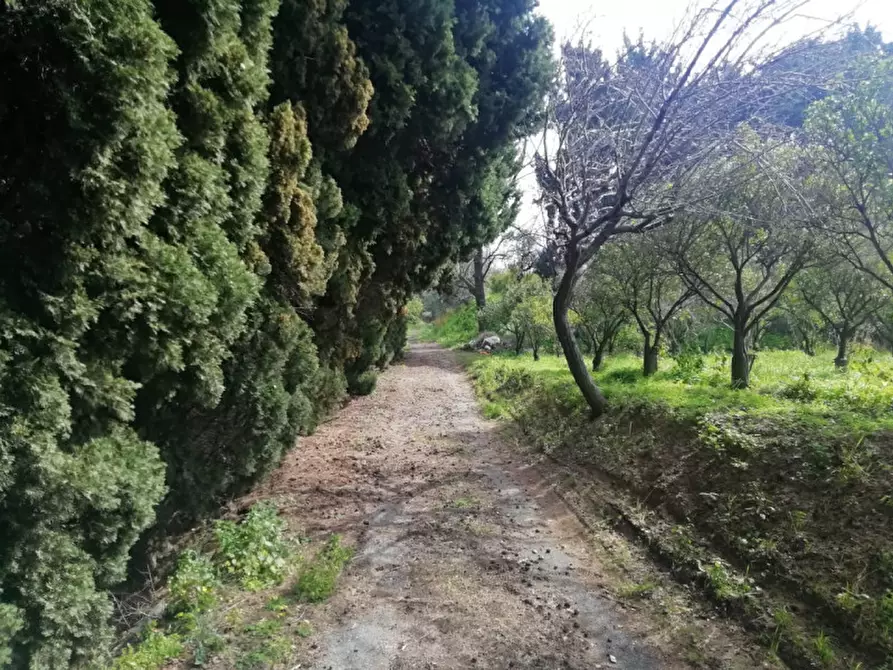 Immagine 6 di Terreno in vendita  in strada rosa a San Filippo Del Mela