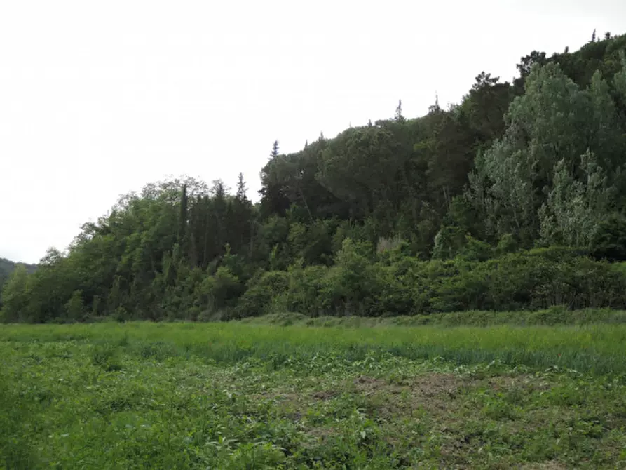 Immagine 20 di Rustico / casale in vendita  a Palaia