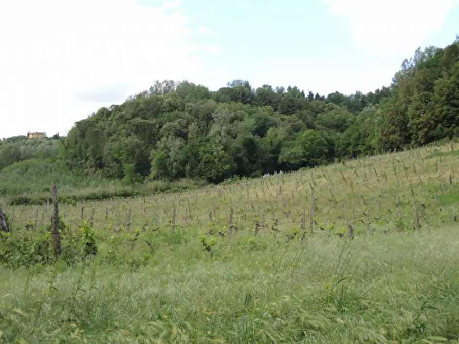 Immagine 23 di Rustico / casale in vendita  a Palaia