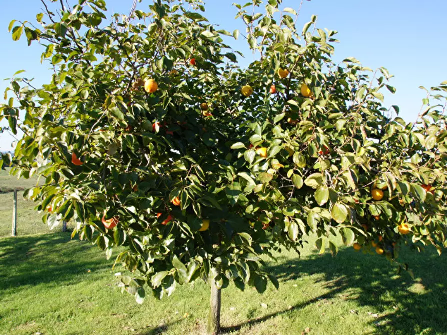 Immagine 14 di Villa in vendita  in Strada delle Cese a Campagnano Di Roma
