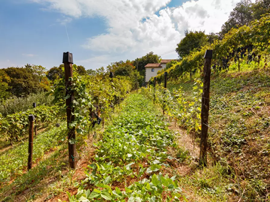 Immagine 20 di Rustico / casale in vendita  a Val Liona