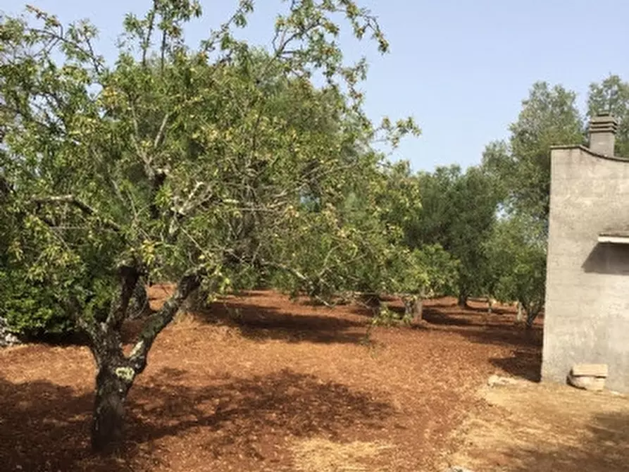 Immagine 3 di Rustico / casale in vendita  in sp22 a Ceglie Messapico