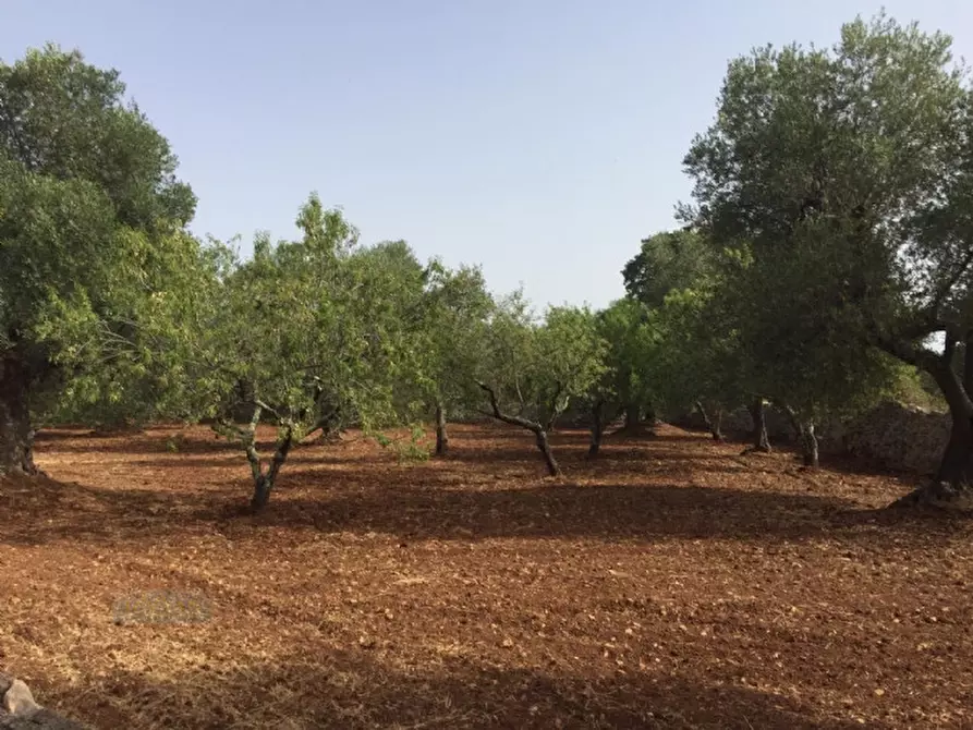 Immagine 5 di Rustico / casale in vendita  in sp22 a Ceglie Messapico