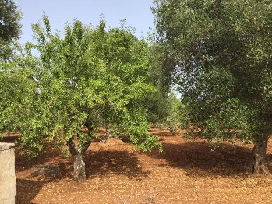 Immagine 7 di Rustico / casale in vendita  in sp22 a Ceglie Messapico
