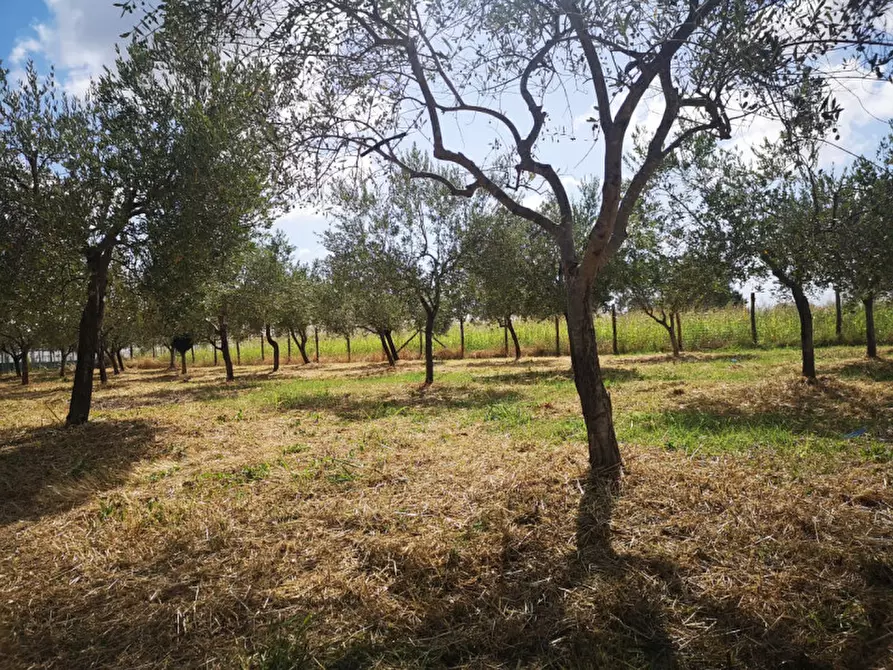 Immagine 5 di Terreno in vendita  in VIA SP 30 a Eboli