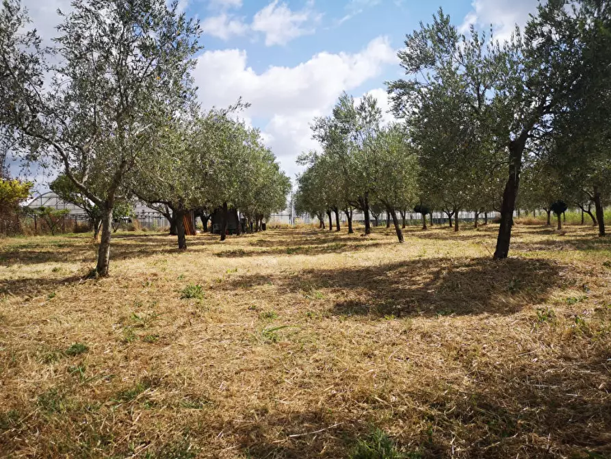 Immagine 9 di Terreno in vendita  in VIA SP 30 a Eboli