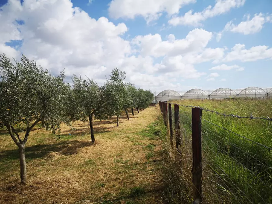 Immagine 10 di Terreno in vendita  in VIA SP 30 a Eboli