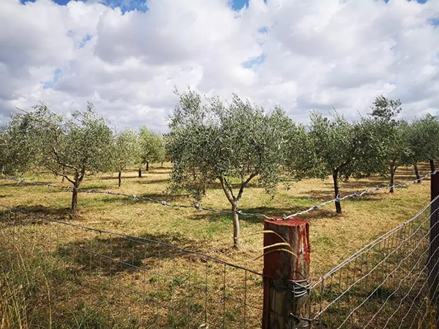Immagine 13 di Terreno in vendita  in VIA SP 30 a Eboli