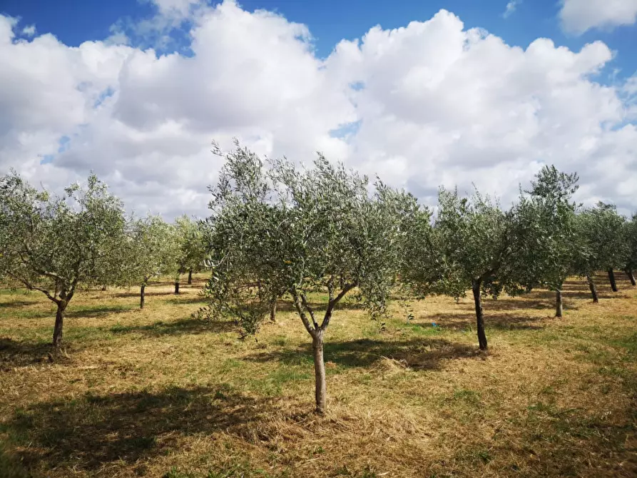Immagine 14 di Terreno in vendita  in VIA SP 30 a Eboli