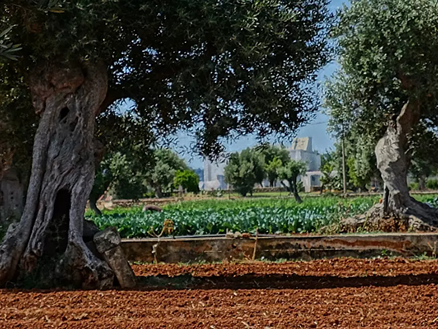Immagine 52 di Rustico / casale in vendita  a Fasano
