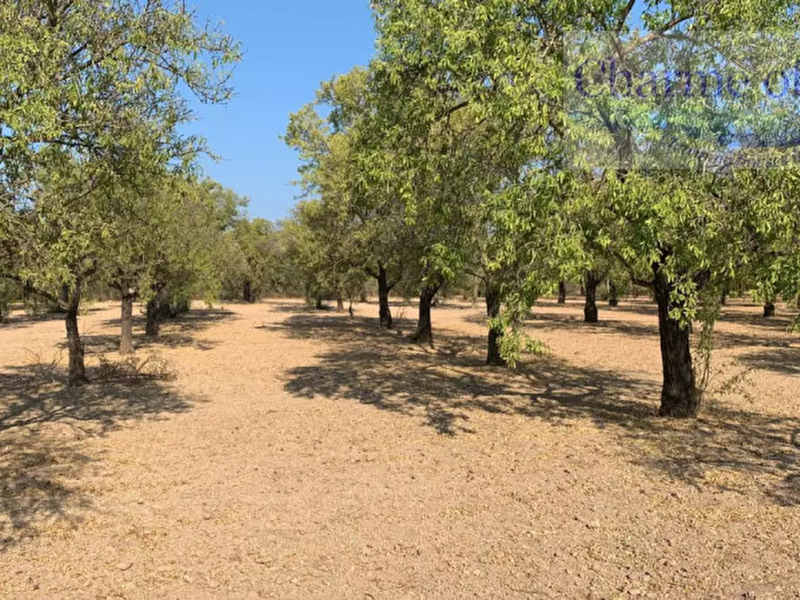 Immagine 3 di Rustico / casale in vendita  in Contrada Bonivini a Noto