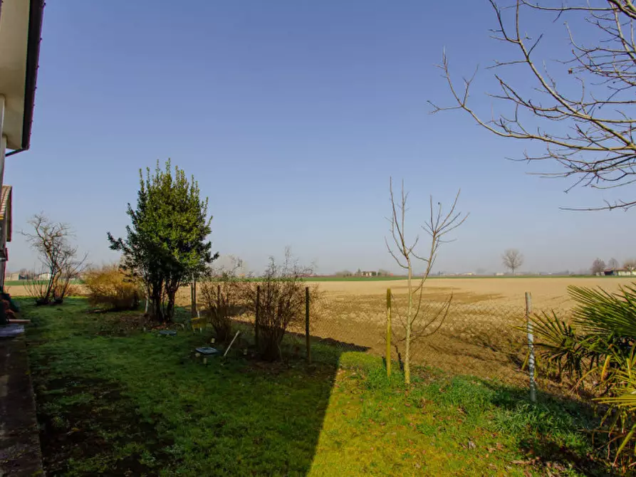 Immagine 3 di Terreno in vendita  a Boara Pisani