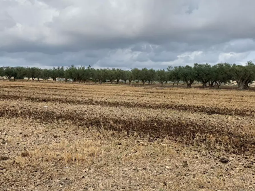 Immagine 7 di Terreno in vendita  in Contrada Montesano a Modica