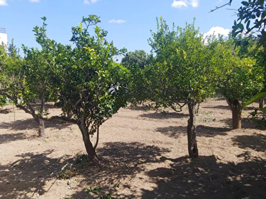 Immagine 5 di Terreno in vendita  in piazza carmine a Gualtieri Sicaminò