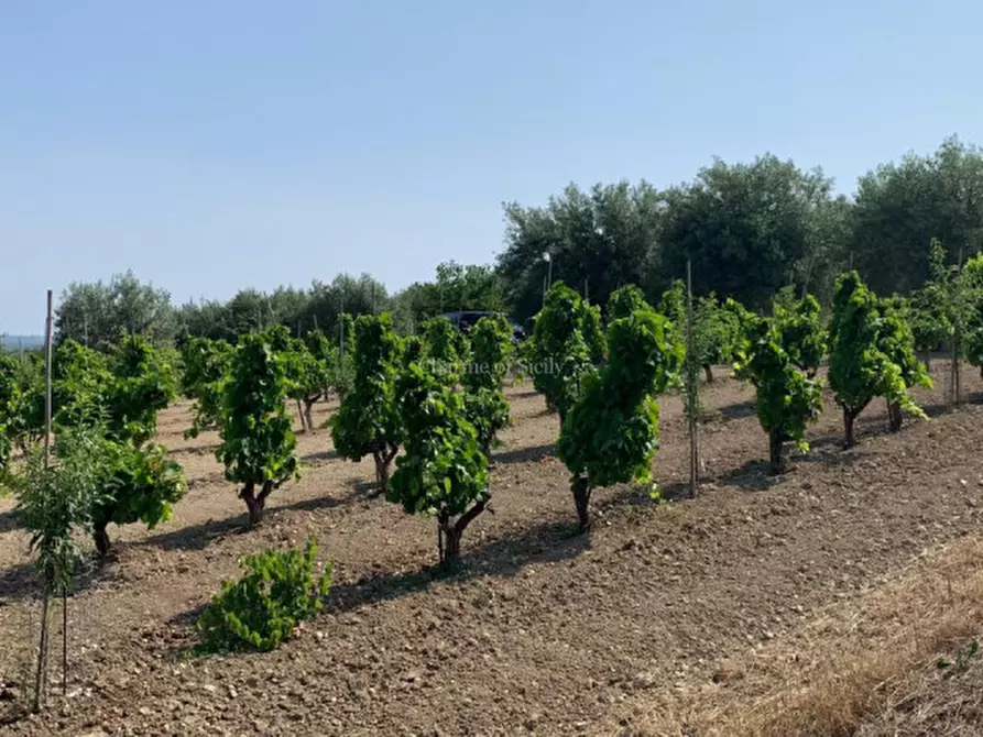 Immagine 2 di Terreno in vendita  in Contrada Belliscala a Noto