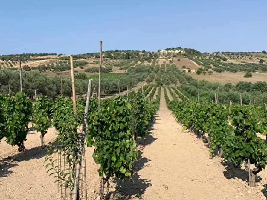 Immagine 4 di Terreno in vendita  in Contrada Belliscala a Noto