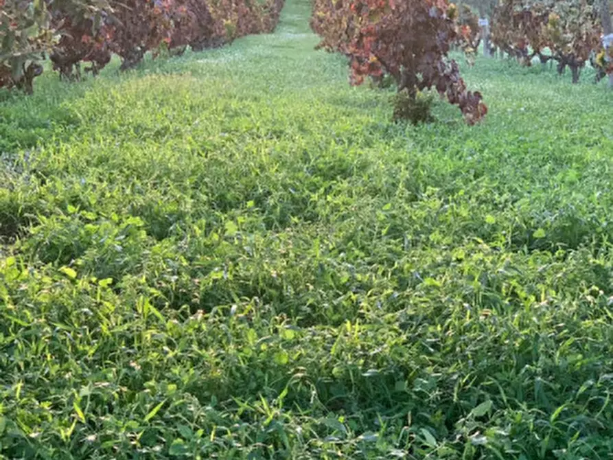 Immagine 11 di Terreno in vendita  in Contrada Belliscala a Noto