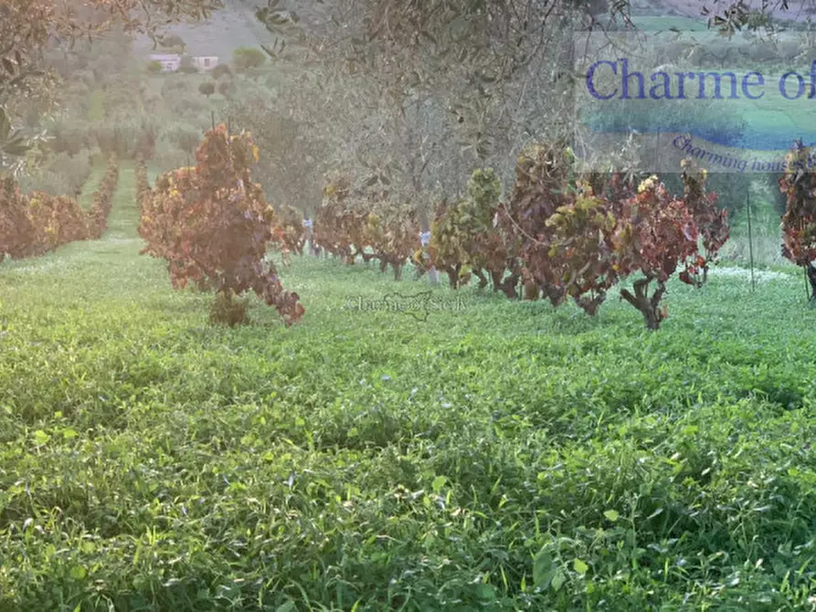 Immagine 12 di Terreno in vendita  in Contrada Belliscala a Noto