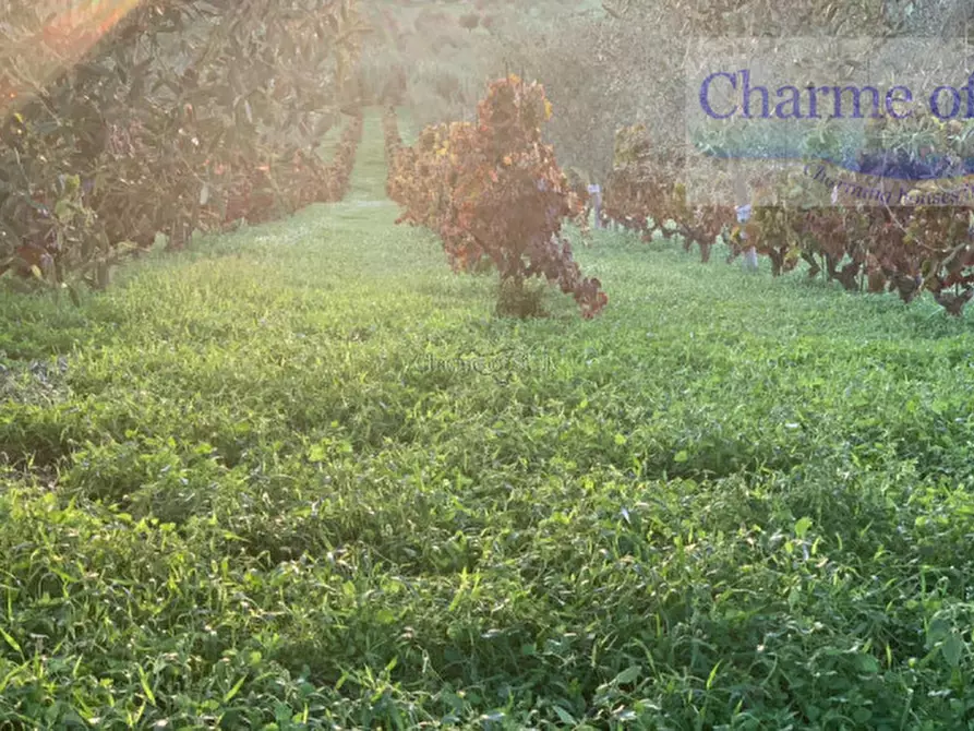 Immagine 20 di Terreno in vendita  in Contrada Belliscala a Noto