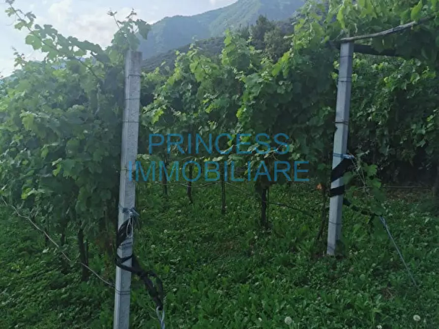 Immagine 6 di Terreno in vendita  a Caltrano