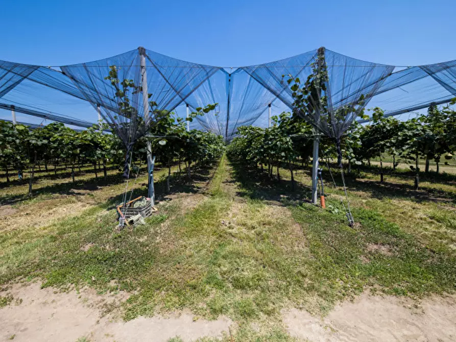 Immagine 4 di Terreno in vendita  in VIA LUNGO ARGINE a Rovigo