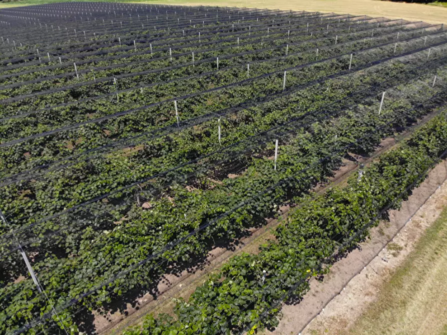 Immagine 16 di Terreno in vendita  in VIA LUNGO ARGINE a Rovigo