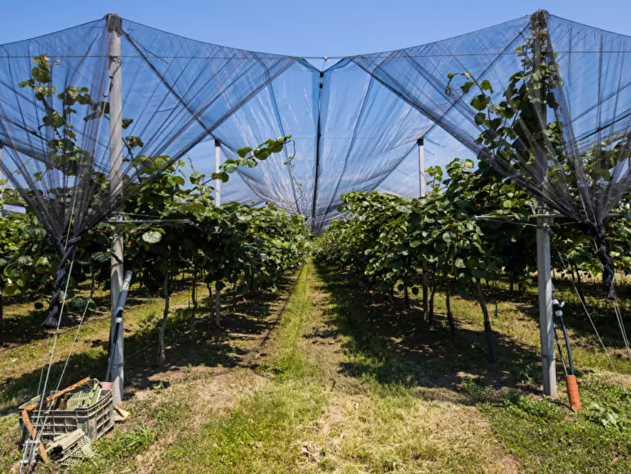 Immagine 20 di Terreno in vendita  in VIA LUNGO ARGINE a Rovigo
