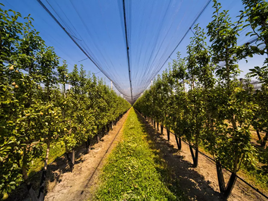 Immagine 22 di Terreno in vendita  in VIA LUNGO ARGINE a Rovigo