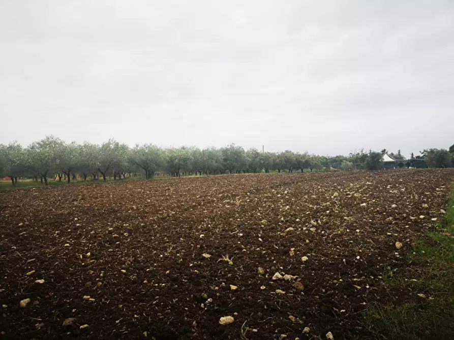 Immagine 3 di Terreno in vendita  in Via pIan del Vicario a Eboli