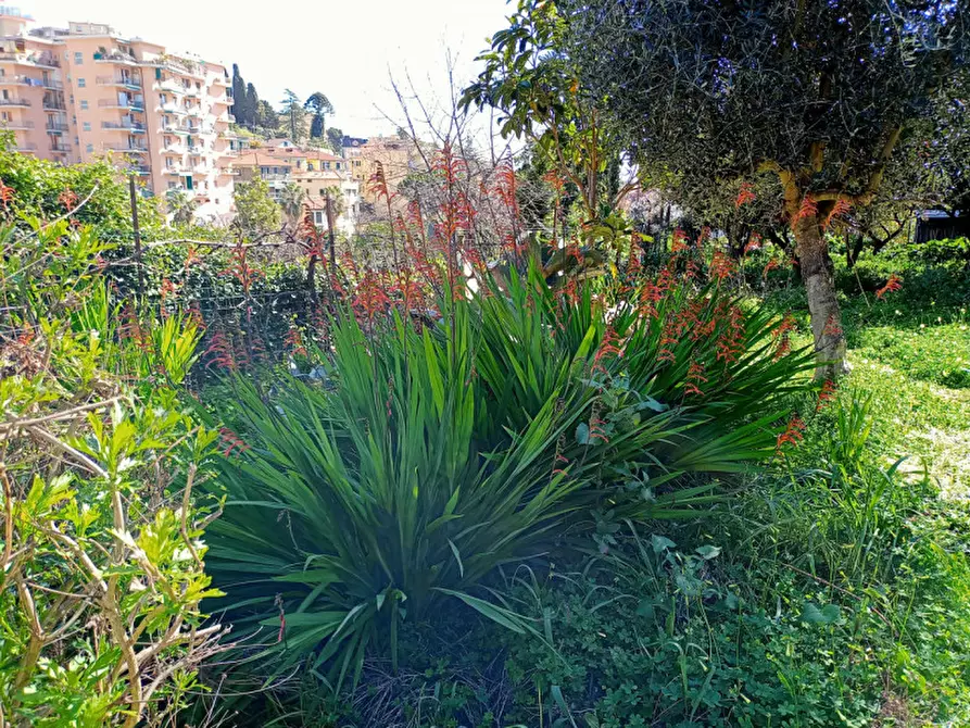 Immagine 3 di Terreno in vendita  in Via San Francesco a San Remo