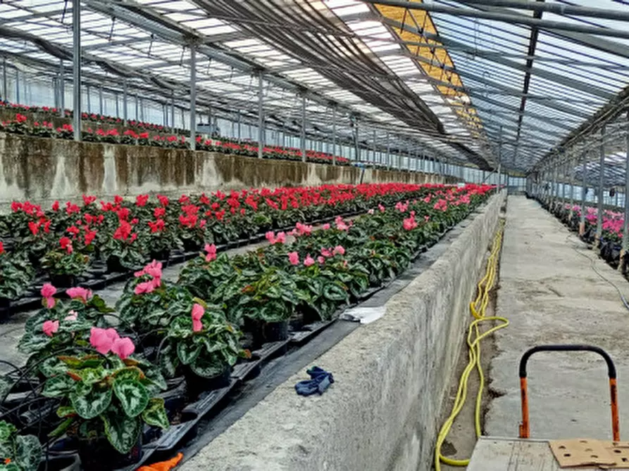 Immagine 8 di Terreno in vendita  in Via frantoi canai a San Remo