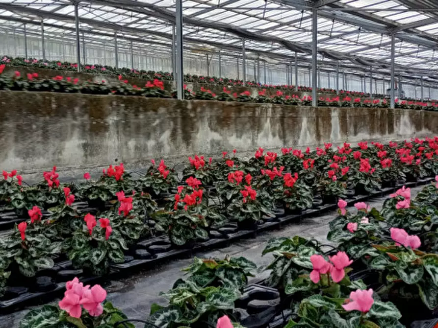 Immagine 9 di Terreno in vendita  in Via frantoi canai a San Remo