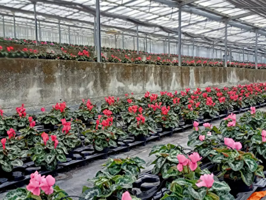 Immagine 10 di Terreno in vendita  in Via frantoi canai a San Remo