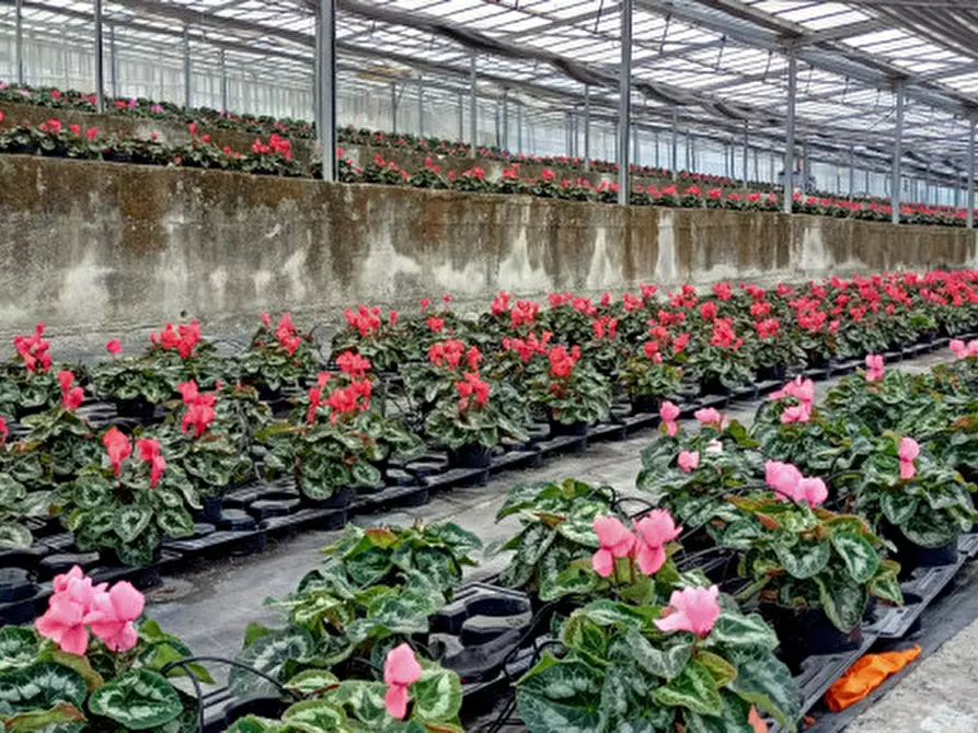 Immagine 11 di Terreno in vendita  in Via frantoi canai a San Remo