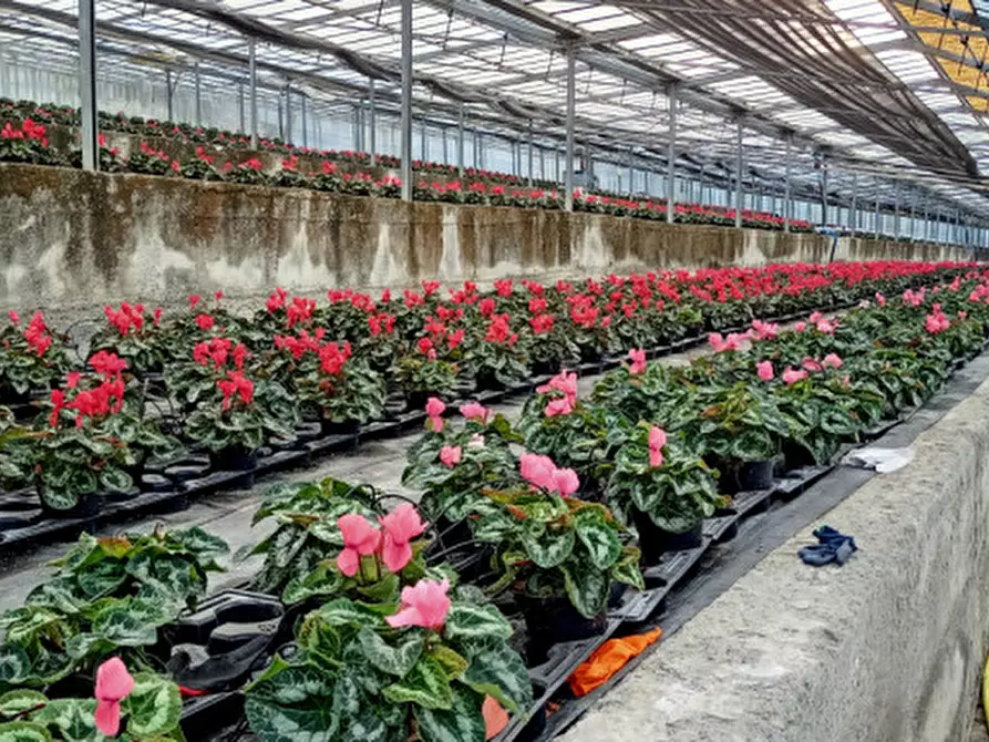 Immagine 12 di Terreno in vendita  in Via frantoi canai a San Remo