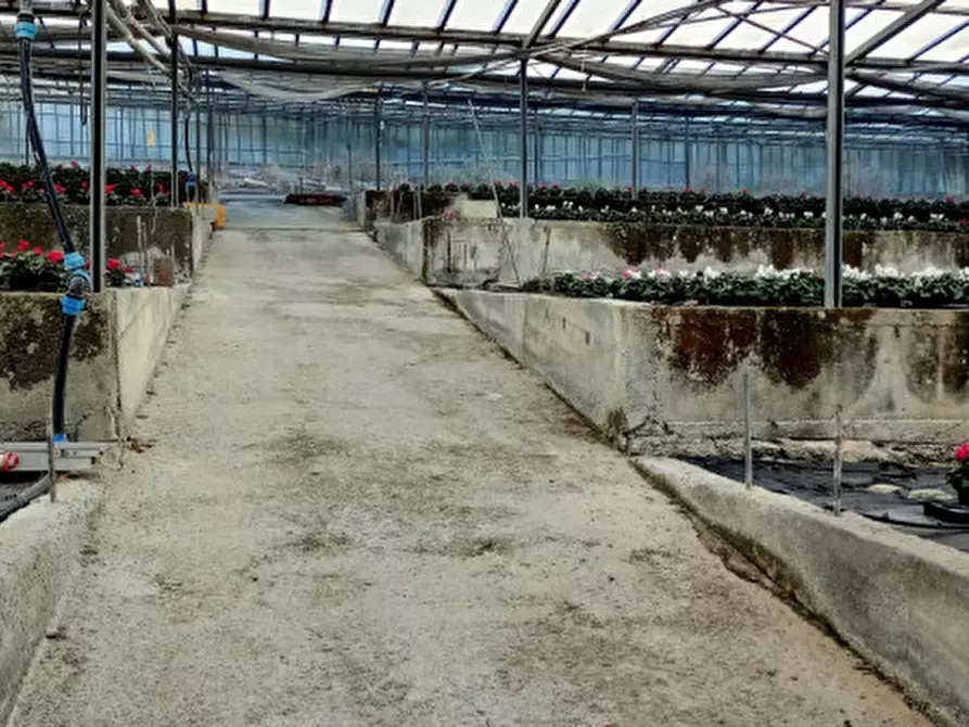 Immagine 14 di Terreno in vendita  in Via frantoi canai a San Remo