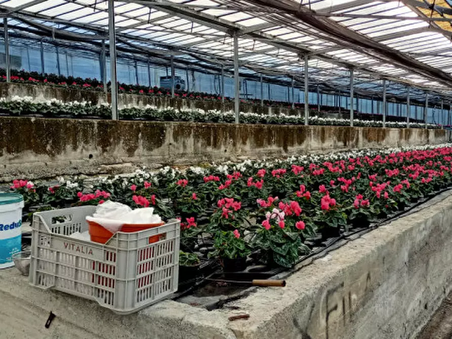 Immagine 15 di Terreno in vendita  in Via frantoi canai a San Remo