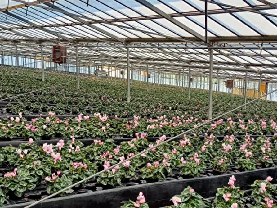 Immagine 16 di Terreno in vendita  in Via frantoi canai a San Remo