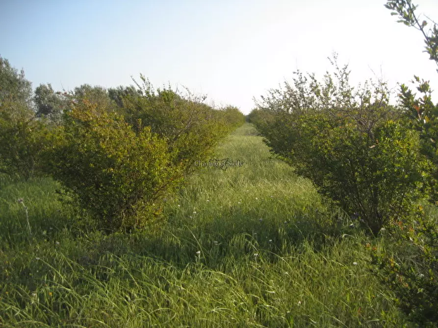 Immagine 21 di Casa indipendente in vendita  in Strada Provinciale Saline Panze Longarini a Noto