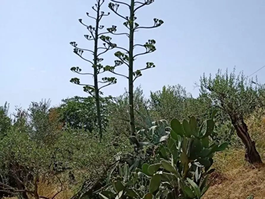 Immagine 4 di Rustico / casale in vendita  a Fontechiari
