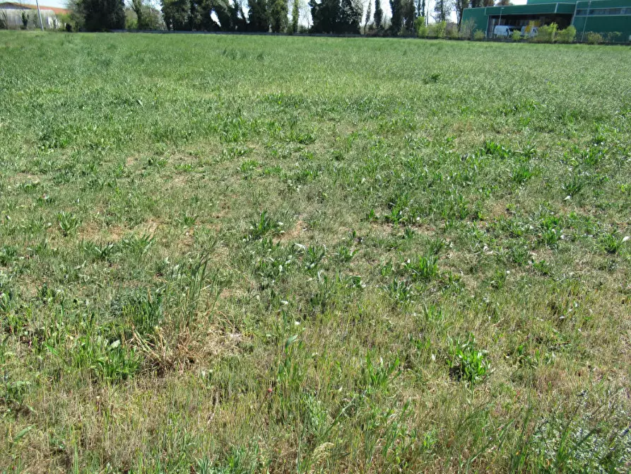 Immagine 4 di Terreno in vendita  in via treviso a Trevignano