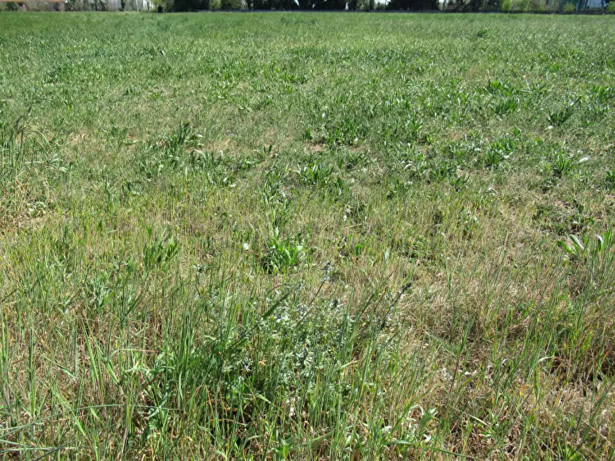 Immagine 5 di Terreno in vendita  in via treviso a Trevignano